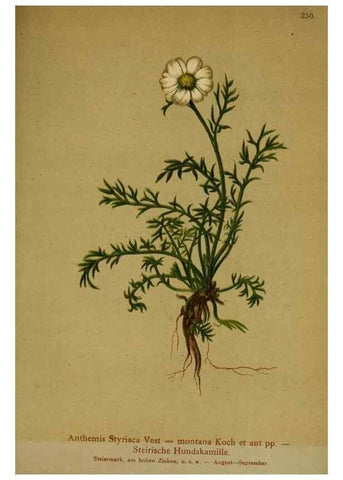Reproducción/Reproduction 10055727244: Atlas der Alpenflora /. Wien :Eigenthum und Verlag des Deutschen und Oesterr. Alpenvereins,1882.