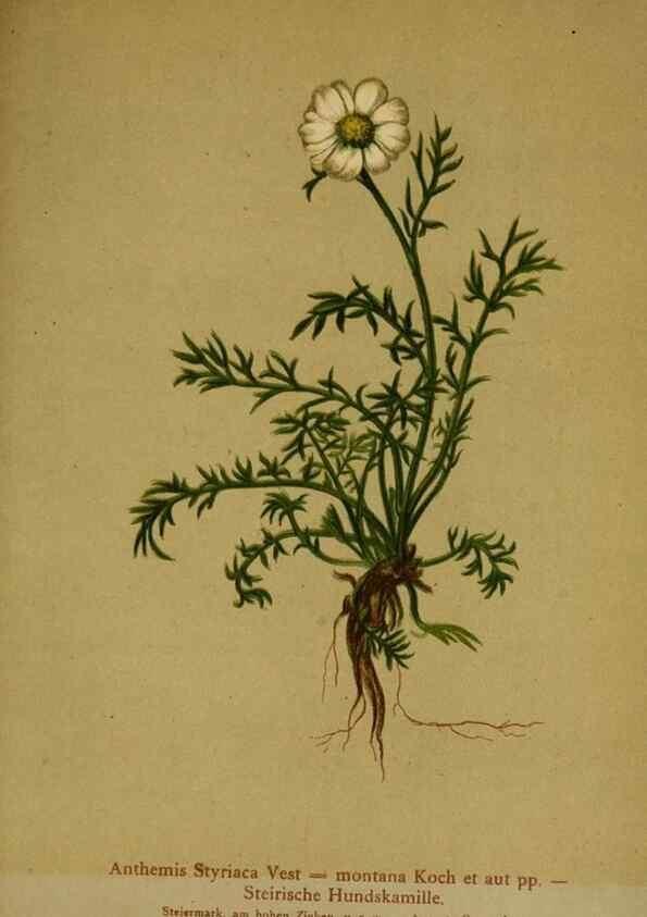 Reproducción/Reproduction 10055727244: Atlas der Alpenflora /. Wien :Eigenthum und Verlag des Deutschen und Oesterr. Alpenvereins,1882.