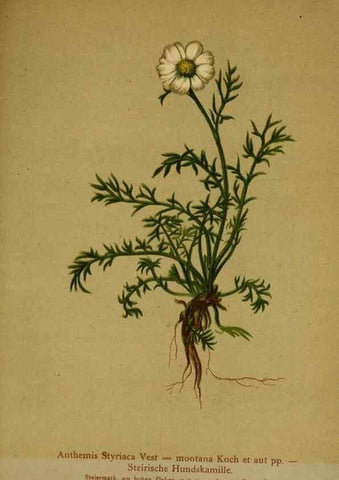 Reproducción/Reproduction 10055727244: Atlas der Alpenflora /. Wien :Eigenthum und Verlag des Deutschen und Oesterr. Alpenvereins,1882.