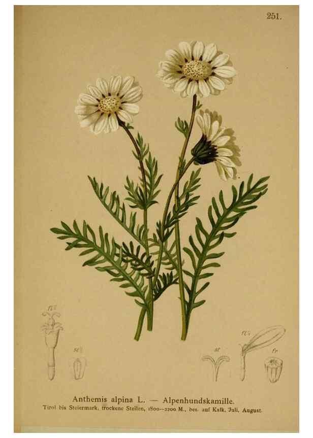 Reproducción/Reproduction 10055759625: Atlas der Alpenflora /. Wien :Eigenthum und Verlag des Deutschen und Oesterr. Alpenvereins,1882.