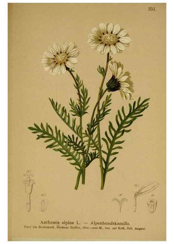 Reproducción/Reproduction 10055759625: Atlas der Alpenflora /. Wien :Eigenthum und Verlag des Deutschen und Oesterr. Alpenvereins,1882.