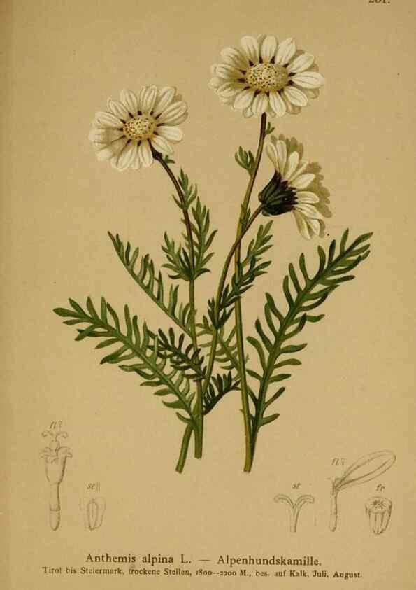 Reproducción/Reproduction 10055759625: Atlas der Alpenflora /. Wien :Eigenthum und Verlag des Deutschen und Oesterr. Alpenvereins,1882.