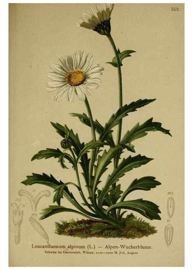 Reproducción/Reproduction 10055804546: Atlas der Alpenflora /. Wien :Eigenthum und Verlag des Deutschen und Oesterr. Alpenvereins,1882.