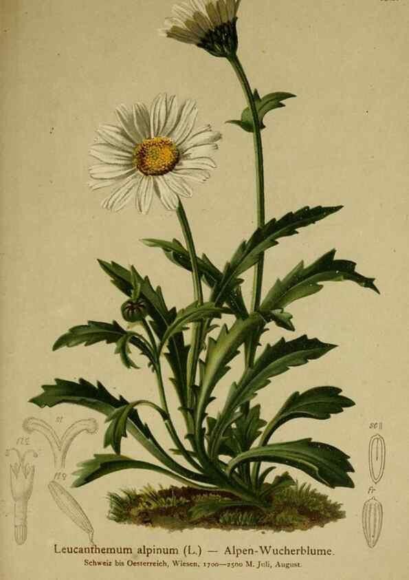 Reproducción/Reproduction 10055804546: Atlas der Alpenflora /. Wien :Eigenthum und Verlag des Deutschen und Oesterr. Alpenvereins,1882.