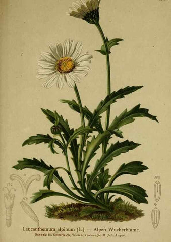 Reproducción/Reproduction 10055804546: Atlas der Alpenflora /. Wien :Eigenthum und Verlag des Deutschen und Oesterr. Alpenvereins,1882.
