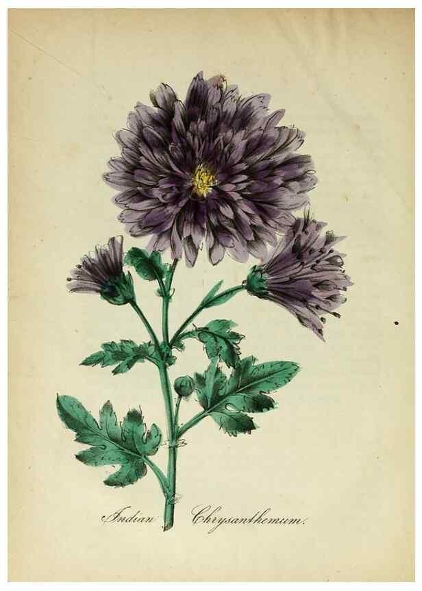 Reproducción/Reproduction 10172162765: The American flora :. New York :Hull & Spencer,1855.