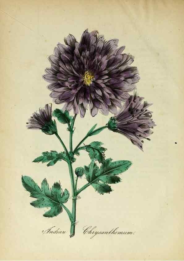 Reproducción/Reproduction 10172162765: The American flora :. New York :Hull & Spencer,1855.