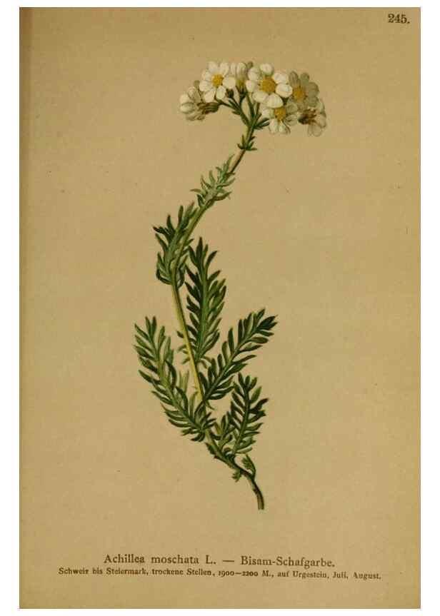 Reproducción/Reproduction 10055739655: Atlas der Alpenflora /. Wien :Eigenthum und Verlag des Deutschen und Oesterr. Alpenvereins,1882.