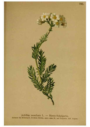Reproducción/Reproduction 10055739655: Atlas der Alpenflora /. Wien :Eigenthum und Verlag des Deutschen und Oesterr. Alpenvereins,1882.
