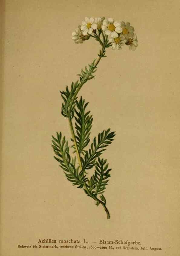 Reproducción/Reproduction 10055739655: Atlas der Alpenflora /. Wien :Eigenthum und Verlag des Deutschen und Oesterr. Alpenvereins,1882.