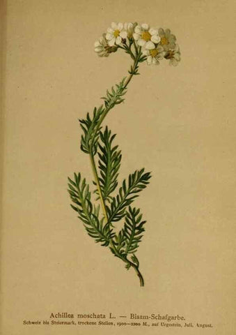 Reproducción/Reproduction 10055739655: Atlas der Alpenflora /. Wien :Eigenthum und Verlag des Deutschen und Oesterr. Alpenvereins,1882.