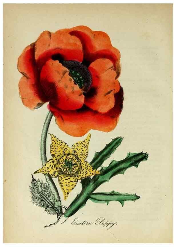 Reproducción/Reproduction 10172169805: The American flora :. New York :Hull & Spencer,1855.