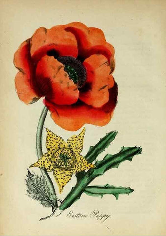 Reproducción/Reproduction 10172169805: The American flora :. New York :Hull & Spencer,1855.