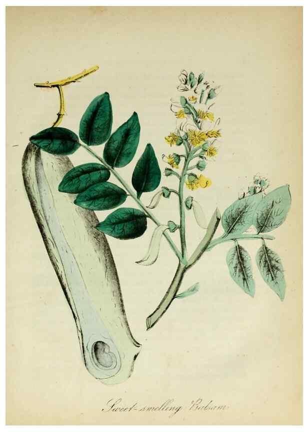 Reproducción/Reproduction 10172182715: The American flora :. New York :Hull & Spencer,1855.