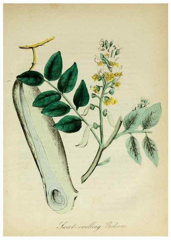 Reproducción/Reproduction 10172182715: The American flora :. New York :Hull & Spencer,1855.