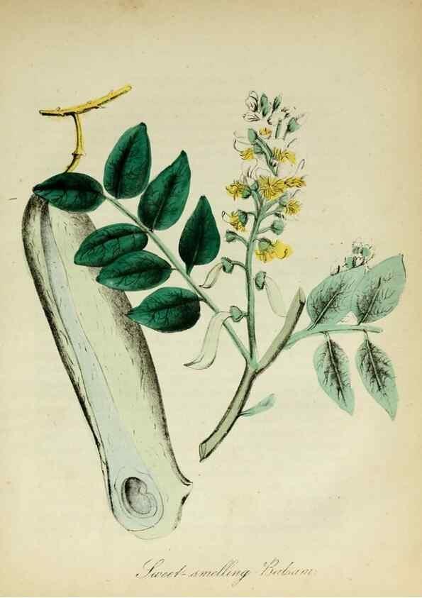 Reproducción/Reproduction 10172182715: The American flora :. New York :Hull & Spencer,1855.