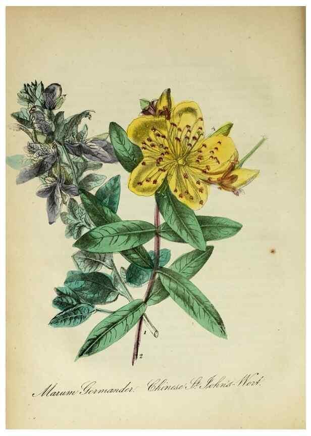 Reproducción/Reproduction 10172078724: The American flora :. New York :Hull & Spencer,1855.
