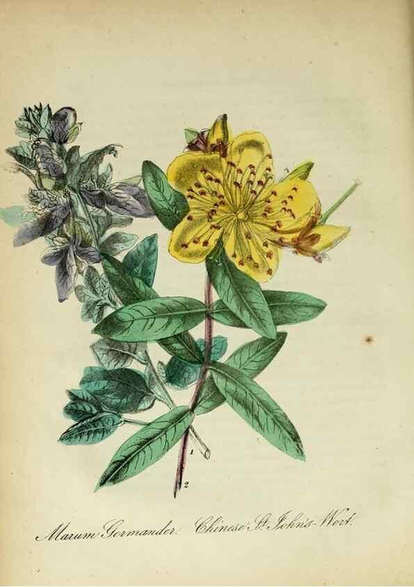 Reproducción/Reproduction 10172078724: The American flora :. New York :Hull & Spencer,1855.