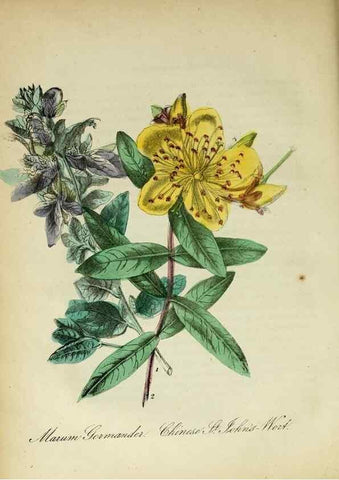 Reproducción/Reproduction 10172078724: The American flora :. New York :Hull & Spencer,1855.