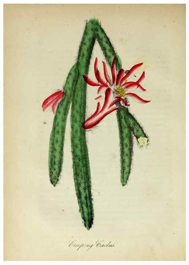 Reproducción/Reproduction 10172267786: The American flora :. New York :Hull & Spencer,1855.