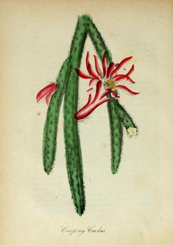 Reproducción/Reproduction 10172267786: The American flora :. New York :Hull & Spencer,1855.