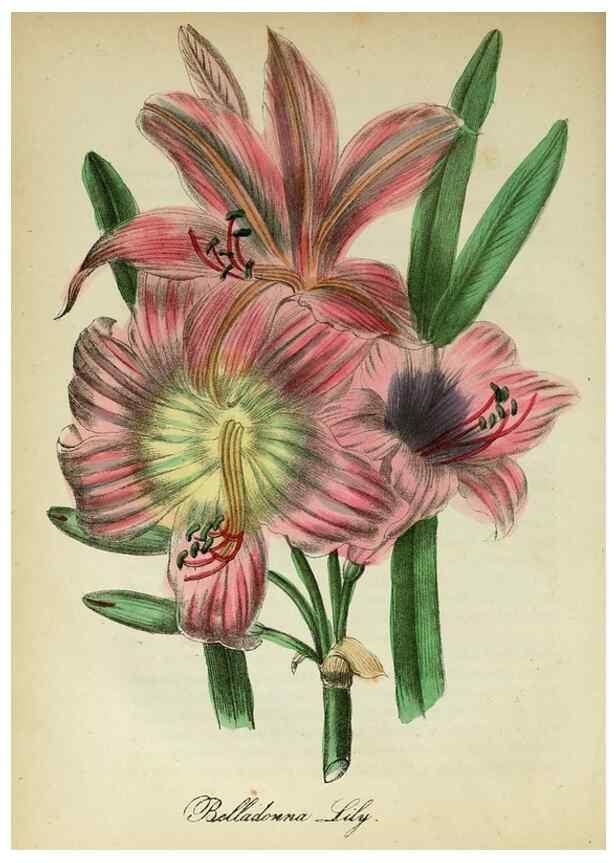 Reproducción/Reproduction 10172273806: The American flora :. New York :Hull & Spencer,1855.