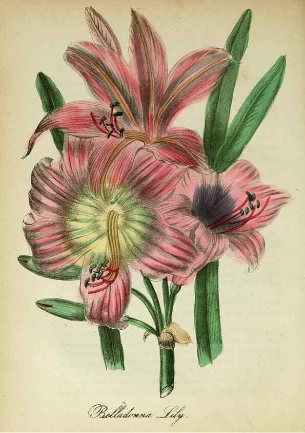 Reproducción/Reproduction 10172273806: The American flora :. New York :Hull & Spencer,1855.