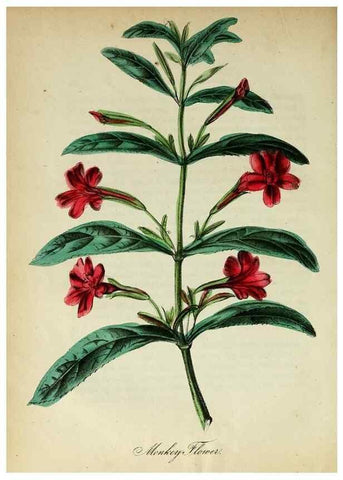 Reproducción/Reproduction 10172205275: The American flora :. New York :Hull & Spencer,1855.