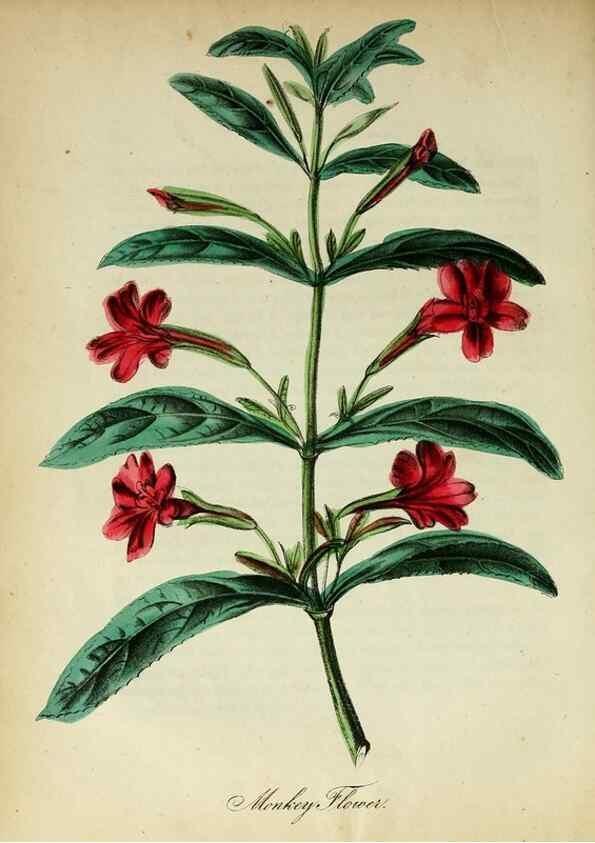 Reproducción/Reproduction 10172205275: The American flora :. New York :Hull & Spencer,1855.