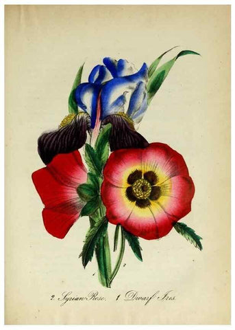 Reproducción/Reproduction 10172282896: The American flora :. New York :Hull & Spencer,1855.