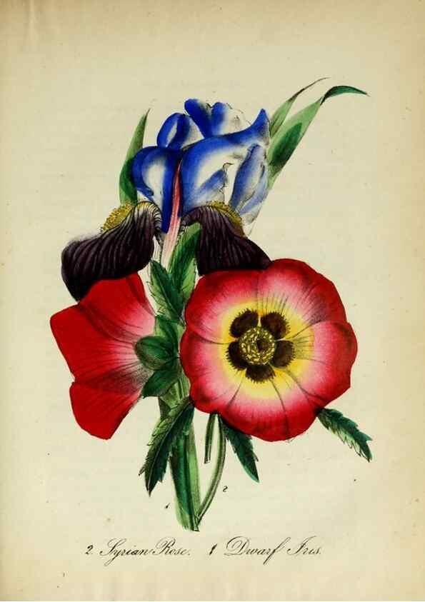Reproducción/Reproduction 10172282896: The American flora :. New York :Hull & Spencer,1855.