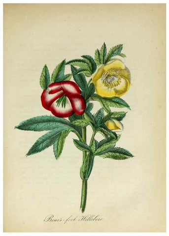Reproducción/Reproduction 10172104574: The American flora :. New York :Hull & Spencer,1855.