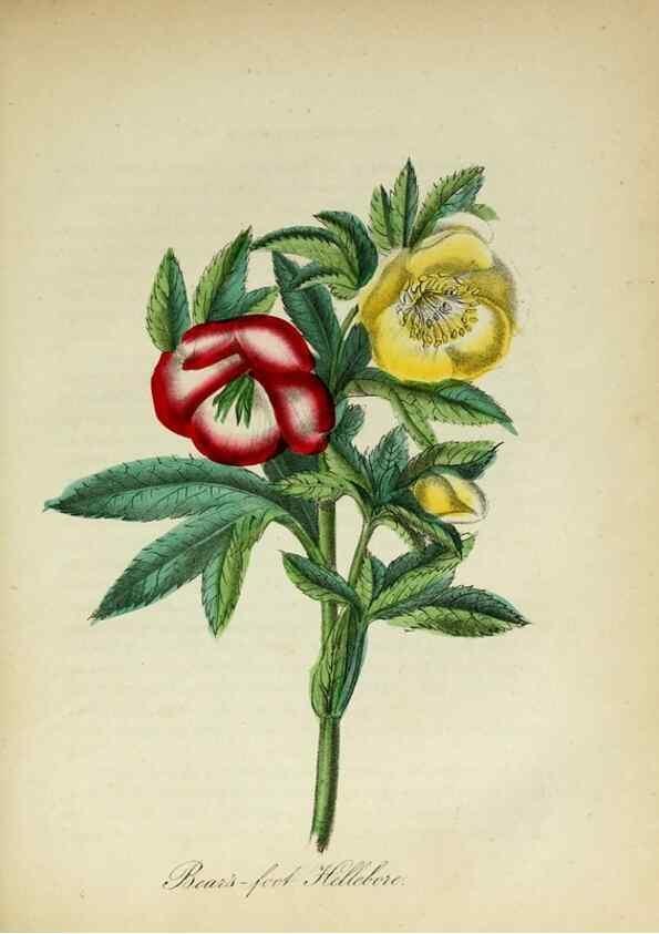 Reproducción/Reproduction 10172104574: The American flora :. New York :Hull & Spencer,1855.