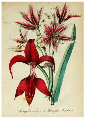 Reproducción/Reproduction 10172177375: The American flora :. New York :Hull & Spencer,1855.