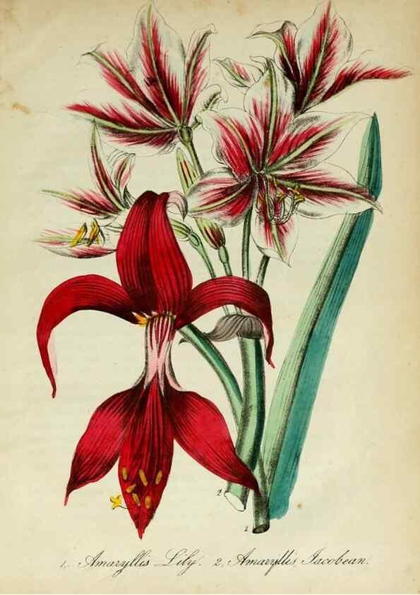 Reproducción/Reproduction 10172177375: The American flora :. New York :Hull & Spencer,1855.