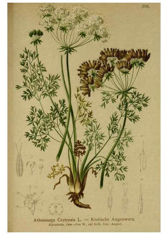 Reproducción/Reproduction 10055671936: Atlas der Alpenflora /. Wien :Eigenthum und Verlag des Deutschen und Oesterr. Alpenvereins,1882.