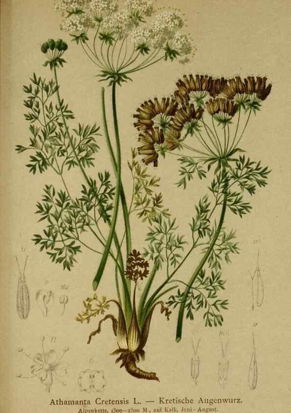 Reproducción/Reproduction 10055671936: Atlas der Alpenflora /. Wien :Eigenthum und Verlag des Deutschen und Oesterr. Alpenvereins,1882.