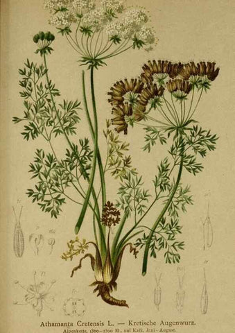 Reproducción/Reproduction 10055671936: Atlas der Alpenflora /. Wien :Eigenthum und Verlag des Deutschen und Oesterr. Alpenvereins,1882.