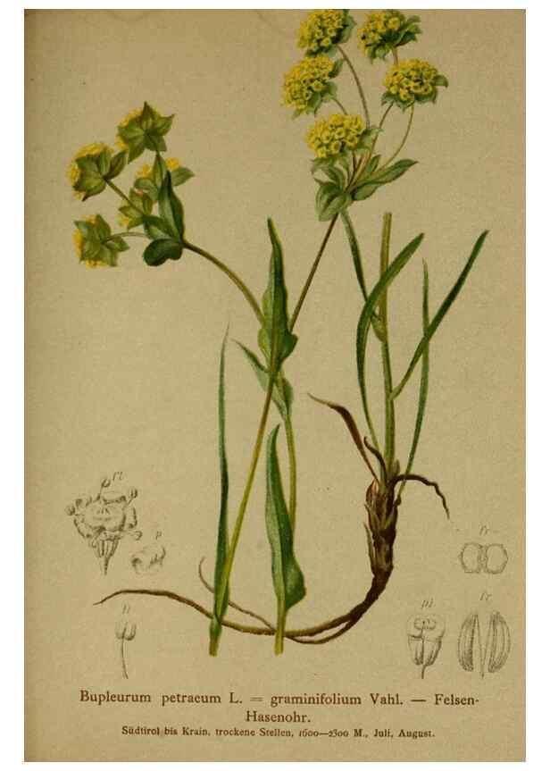 Reproducción/Reproduction 10055726993: Atlas der Alpenflora /. Wien :Eigenthum und Verlag des Deutschen und Oesterr. Alpenvereins,1882.
