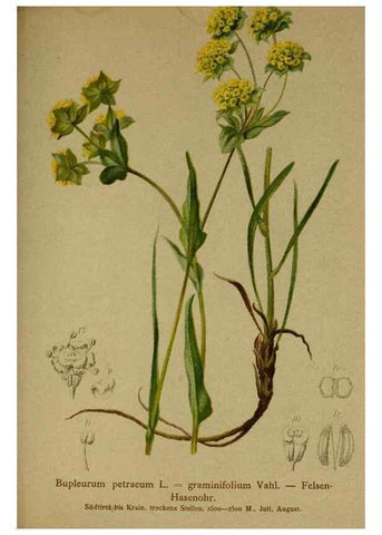 Reproducción/Reproduction 10055726993: Atlas der Alpenflora /. Wien :Eigenthum und Verlag des Deutschen und Oesterr. Alpenvereins,1882.