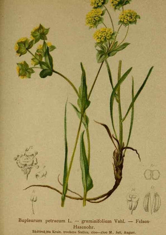 Reproducción/Reproduction 10055726993: Atlas der Alpenflora /. Wien :Eigenthum und Verlag des Deutschen und Oesterr. Alpenvereins,1882.