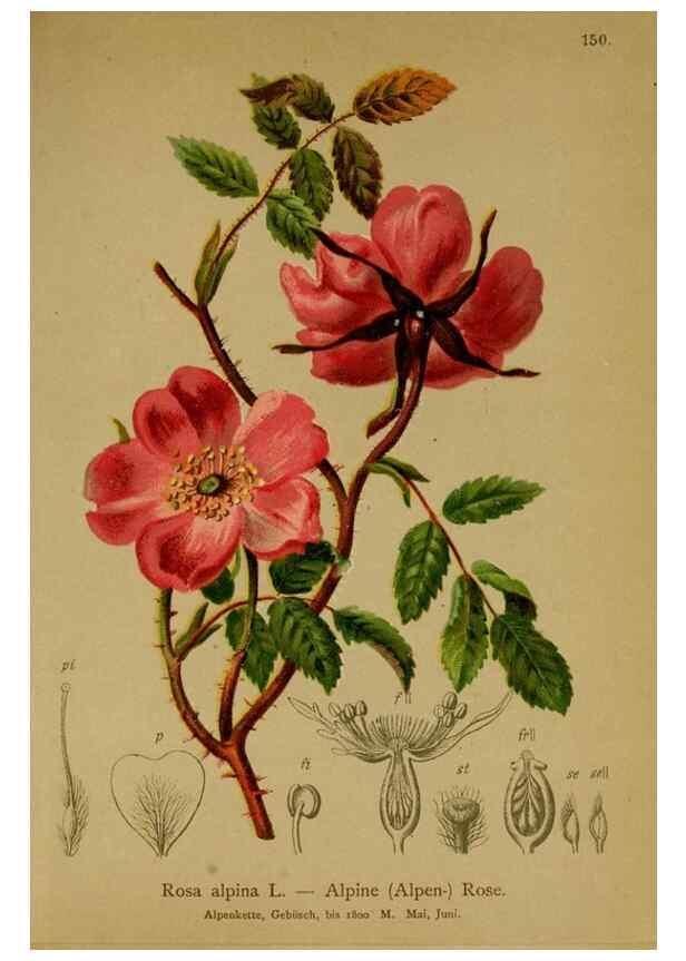 Reproducción/Reproduction 10055432844: Atlas der Alpenflora /. Wien :Eigenthum und Verlag des Deutschen und Oesterr. Alpenvereins,1882.