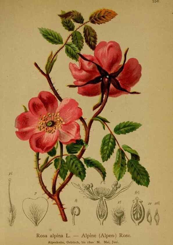 Reproducción/Reproduction 10055432844: Atlas der Alpenflora /. Wien :Eigenthum und Verlag des Deutschen und Oesterr. Alpenvereins,1882.