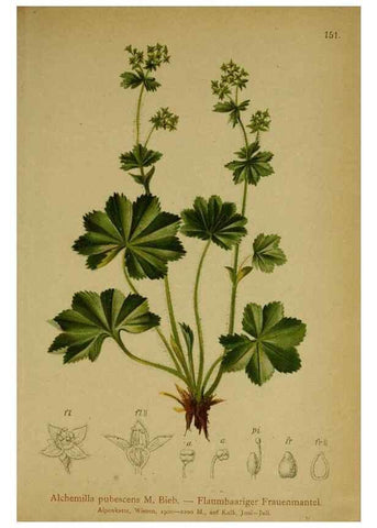 Reproducción/Reproduction 10055568843: Atlas der Alpenflora /. Wien :Eigenthum und Verlag des Deutschen und Oesterr. Alpenvereins,1882.