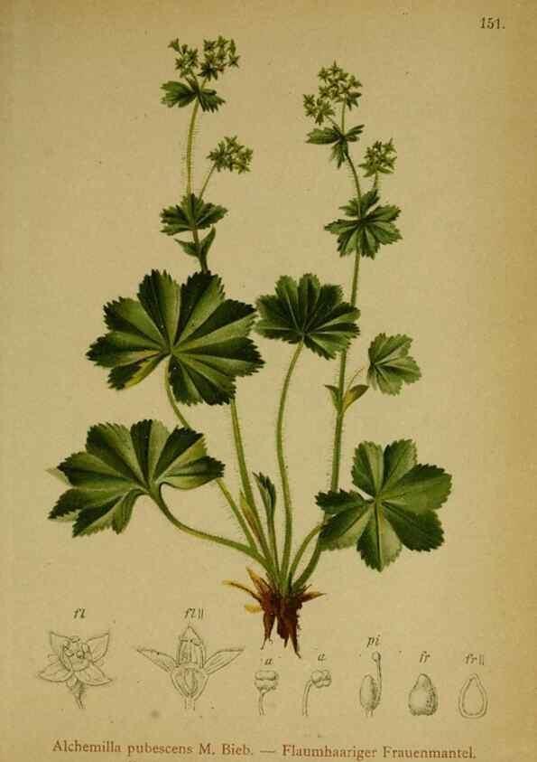 Reproducción/Reproduction 10055568843: Atlas der Alpenflora /. Wien :Eigenthum und Verlag des Deutschen und Oesterr. Alpenvereins,1882.
