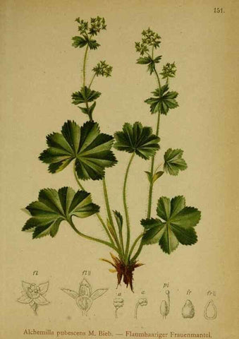 Reproducción/Reproduction 10055568843: Atlas der Alpenflora /. Wien :Eigenthum und Verlag des Deutschen und Oesterr. Alpenvereins,1882.