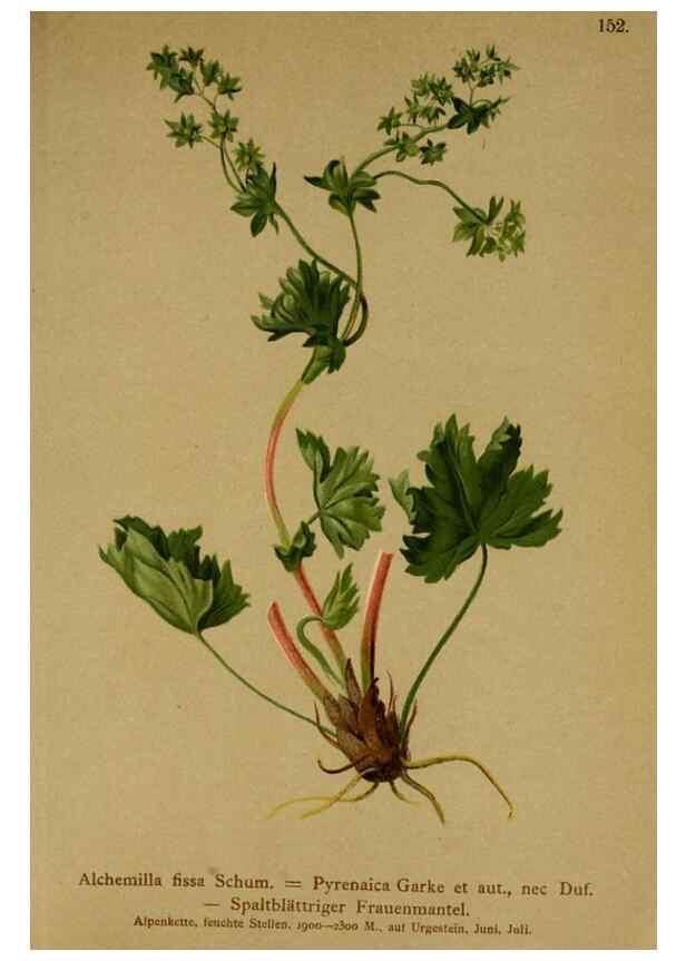 Reproducción/Reproduction 10055509646: Atlas der Alpenflora /. Wien :Eigenthum und Verlag des Deutschen und Oesterr. Alpenvereins,1882.
