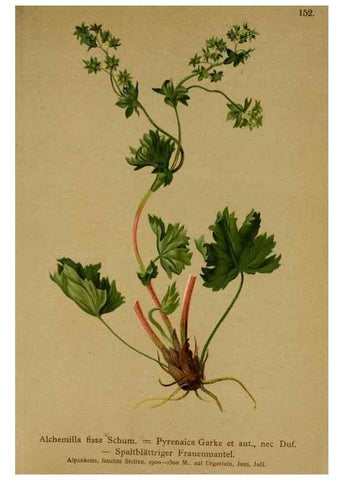 Reproducción/Reproduction 10055509646: Atlas der Alpenflora /. Wien :Eigenthum und Verlag des Deutschen und Oesterr. Alpenvereins,1882.