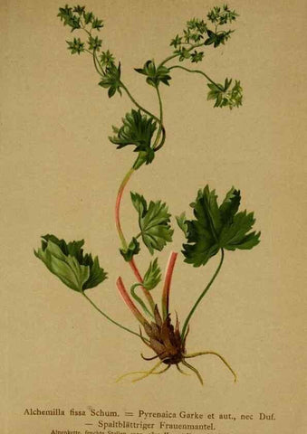 Reproducción/Reproduction 10055509646: Atlas der Alpenflora /. Wien :Eigenthum und Verlag des Deutschen und Oesterr. Alpenvereins,1882.