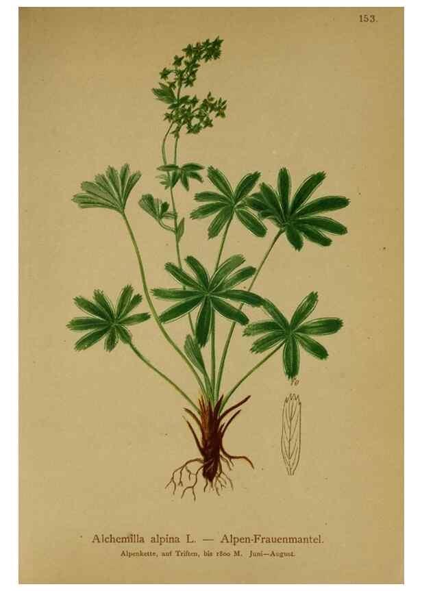 Reproducción/Reproduction 10055442254: Atlas der Alpenflora /. Wien :Eigenthum und Verlag des Deutschen und Oesterr. Alpenvereins,1882.